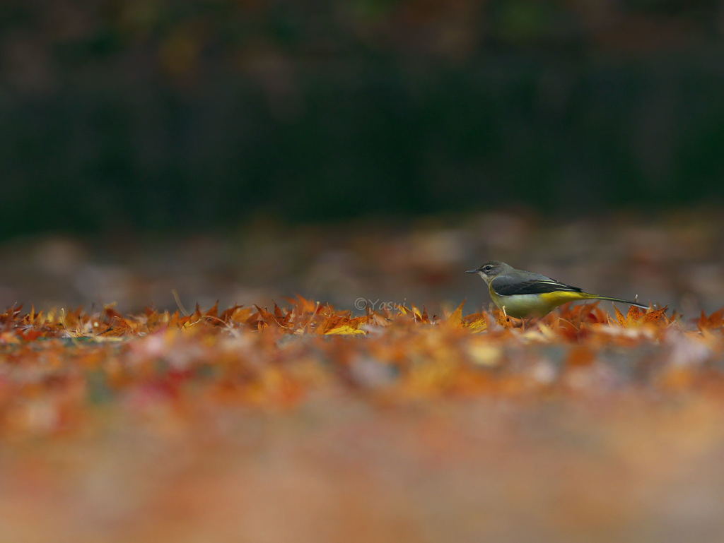紅葉のキセキレイ