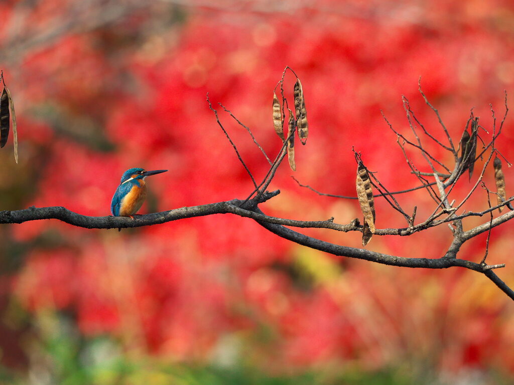 紅葉カワセミ