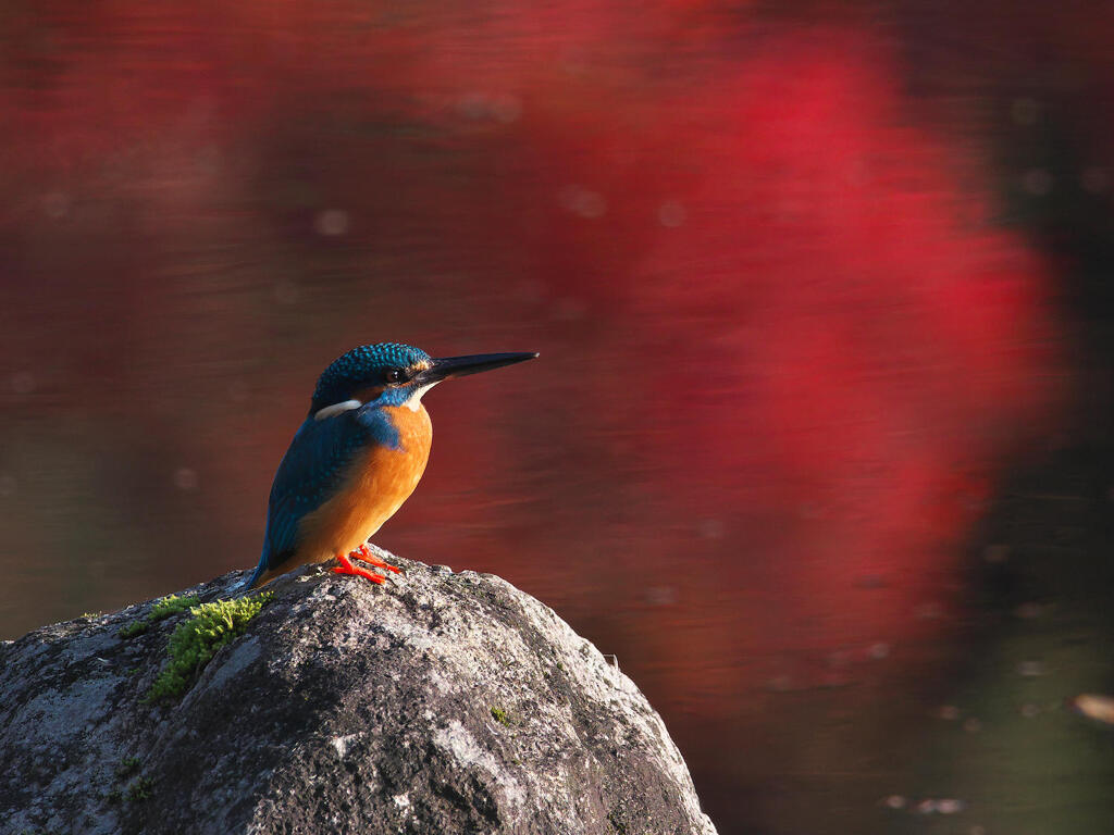 紅葉の中佇む２