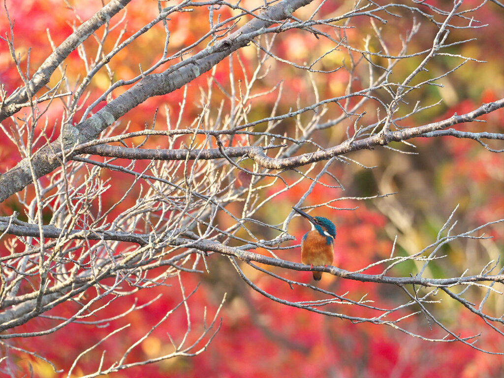 紅葉カワセミ