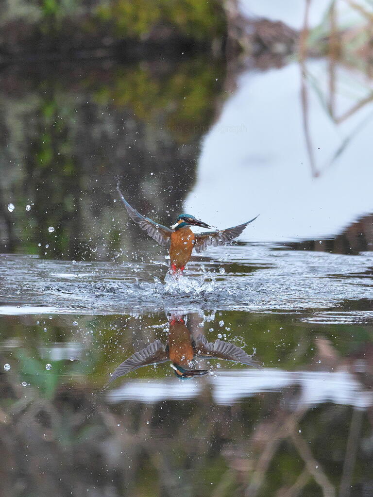 リフレクション　カワちゃん