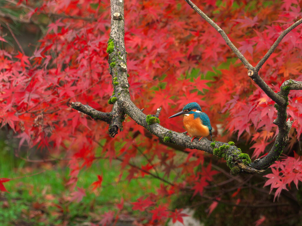 紅葉カワセミ