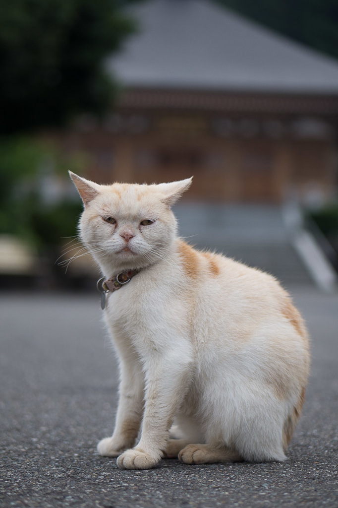 この寺で人気物。レオちゃん。