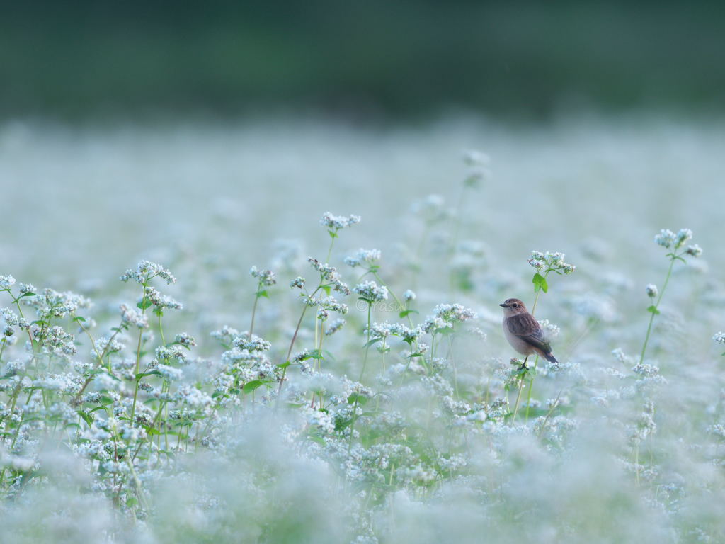 ソバの花にノビタキ