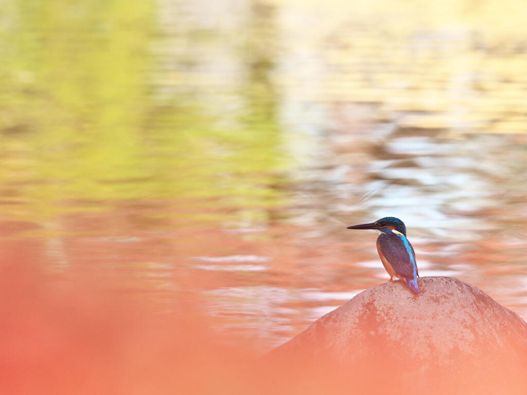 秋カワ1