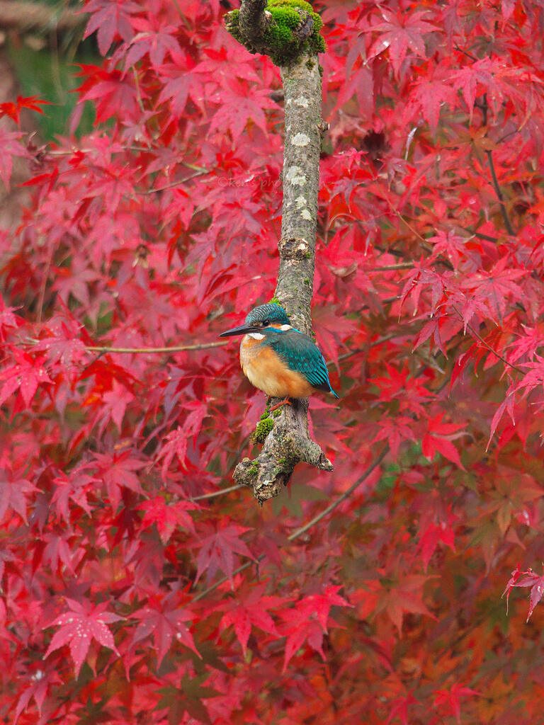 紅葉カワセミ