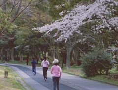 sakura Ⅲ