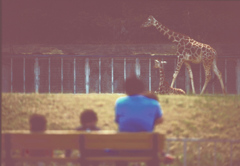 zoo Ⅱ