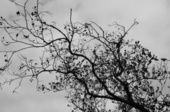 to be is...........sometimes agony Ⅱ