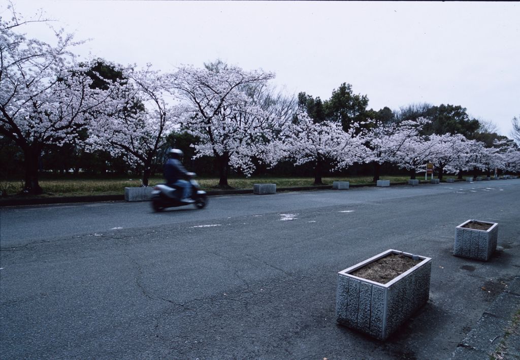 sakura Ⅱ