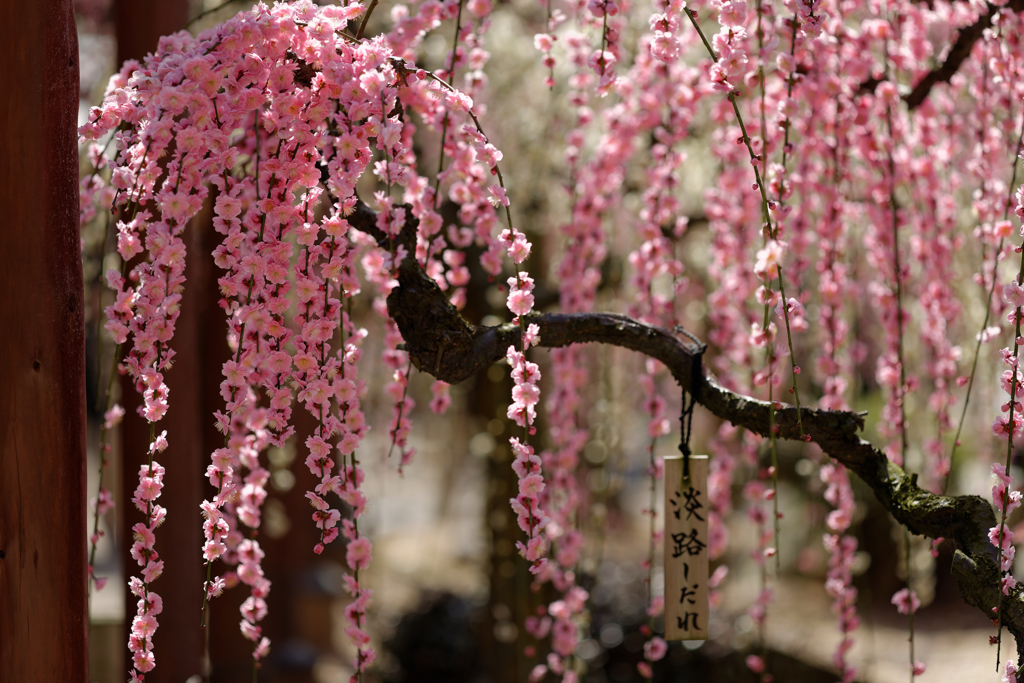 Ume　Ⅴ