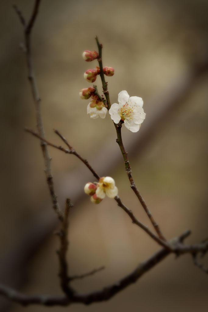 Ume ⅩⅠ