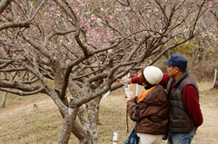 couple under blossom Ⅱ