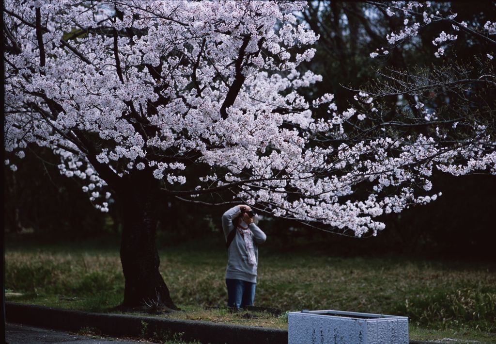 sakura Ⅰ