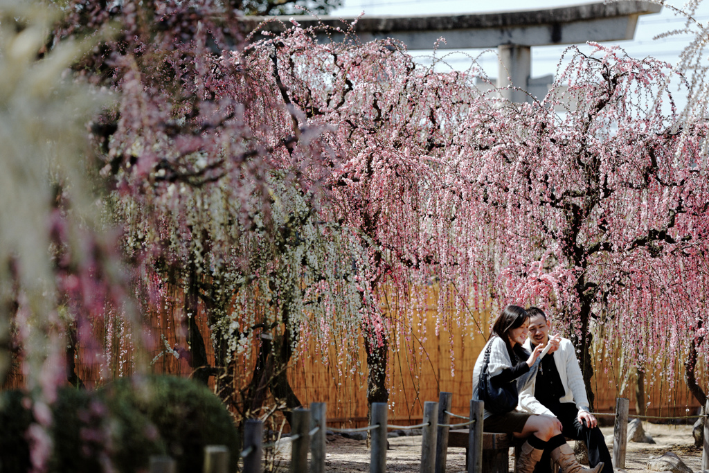 couple under blossom Ⅳ