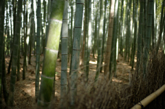 bamboo grove Ⅲ