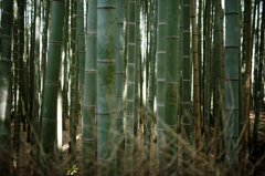 bamboo grove Ⅴ