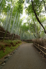 bamboo grove Ⅱ