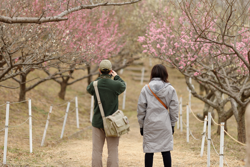 couple under blossom Ⅰ