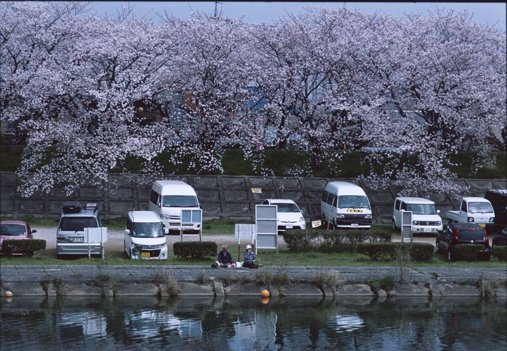 sakura Ⅶ