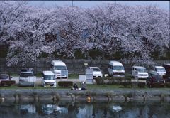 sakura Ⅶ