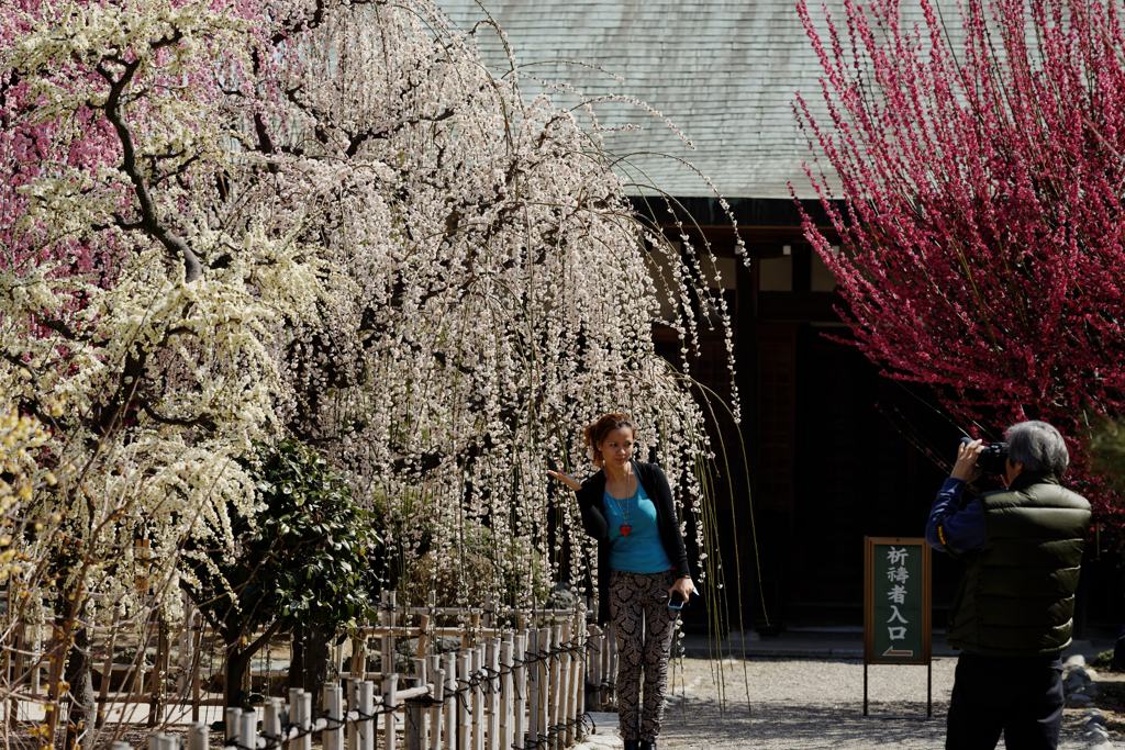 couple under blossom Ⅲ