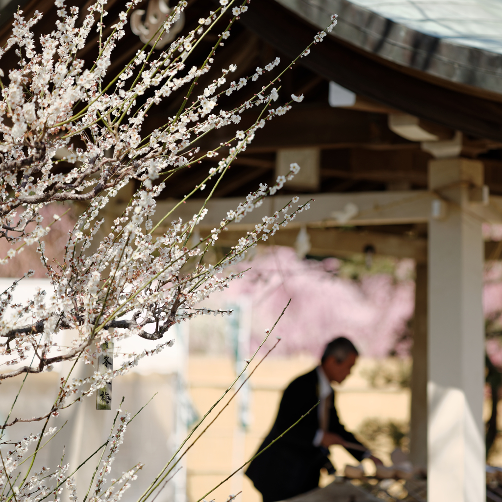 Ume Ⅸ