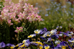 garden Ⅸ