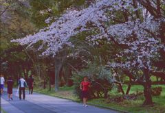 sakura Ⅳ