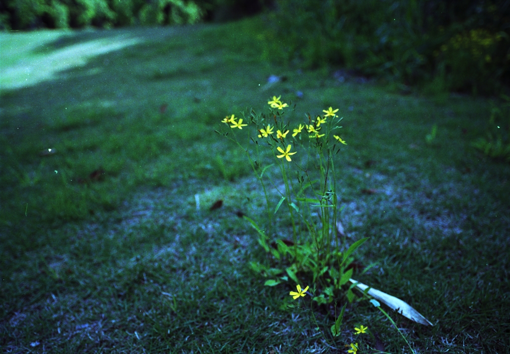 roadside Ⅶ