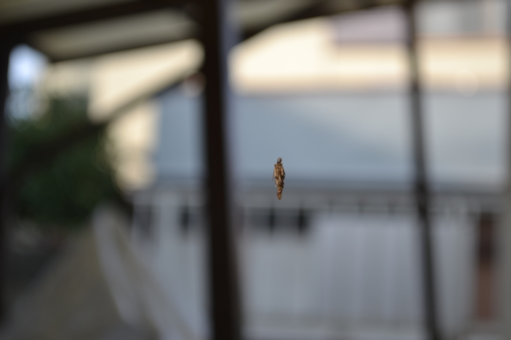 DSC_0958