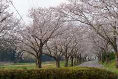 DSC_1365