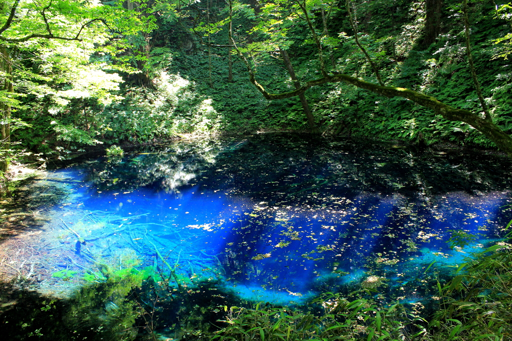 青池