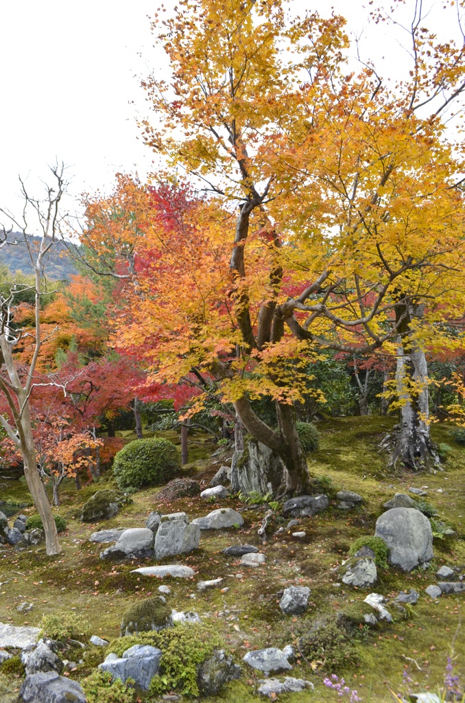 天龍寺の紅葉