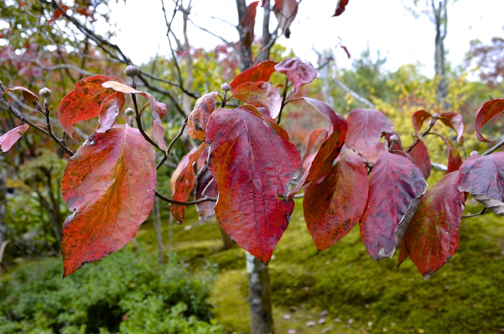 紅葉