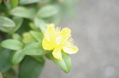 輝く花