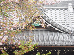 雨の神社と散る桜