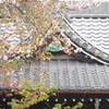 雨の神社と散る桜