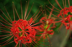 彼岸花、花火