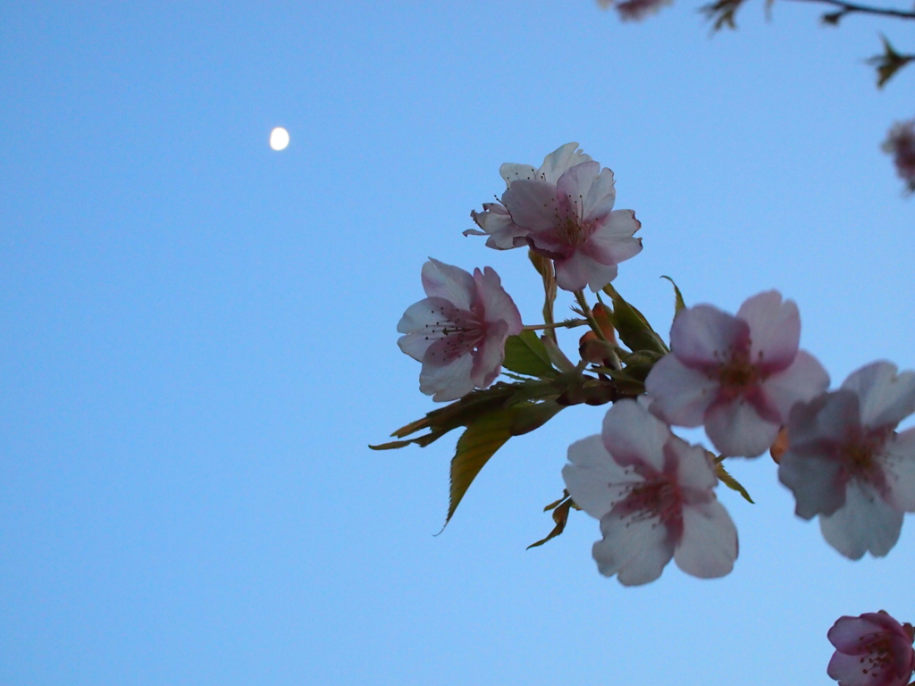 月と桜