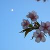 月と桜