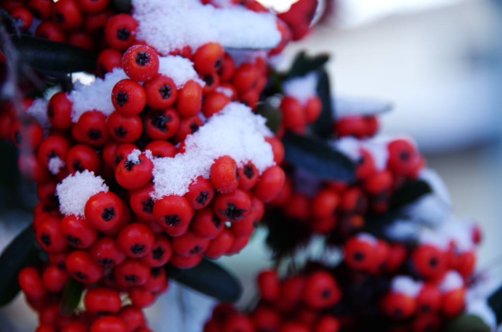 冬の赤、冬の白