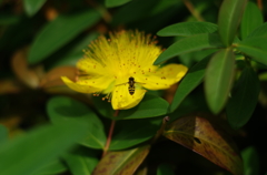 黄色の花を目指して