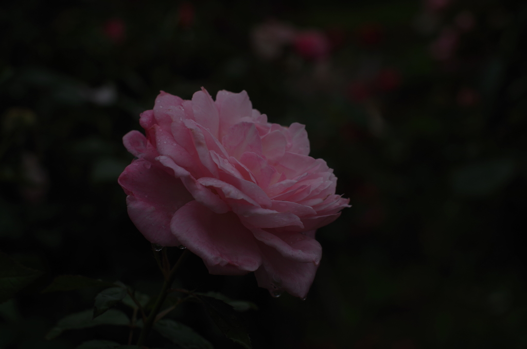 雨上がりの薔薇