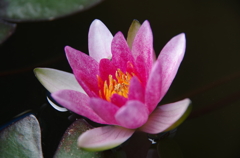 蓮の花