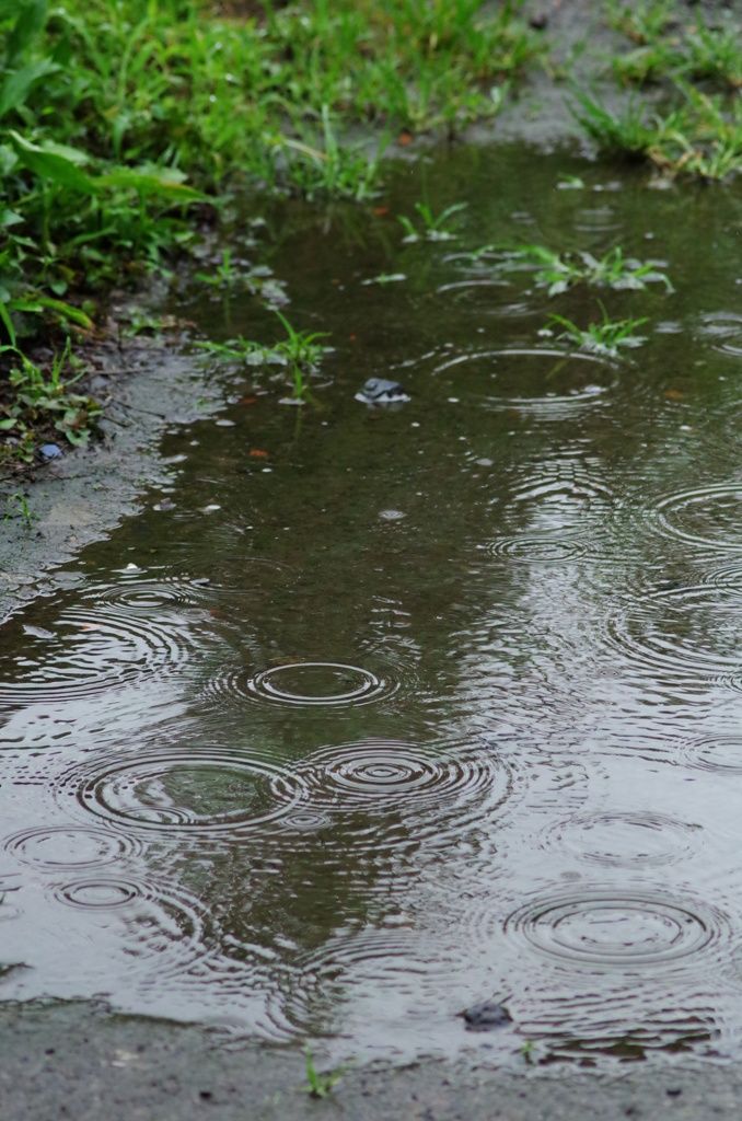 雨の波紋