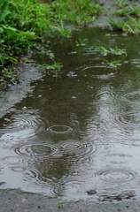 雨の波紋