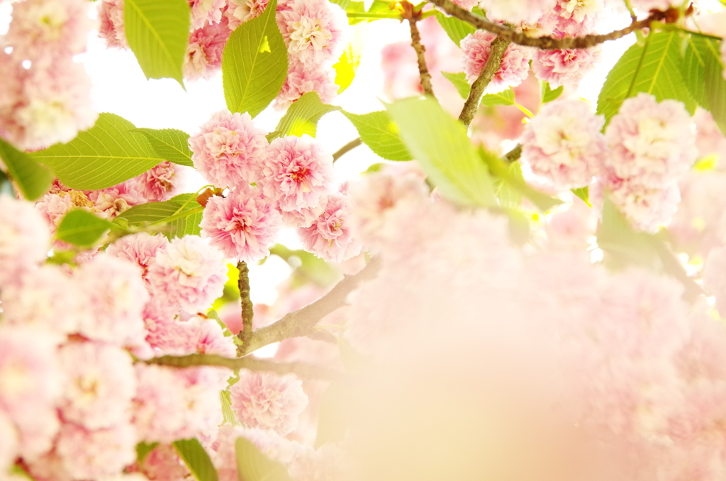 金沢の菊桜