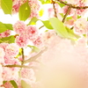 金沢の菊桜