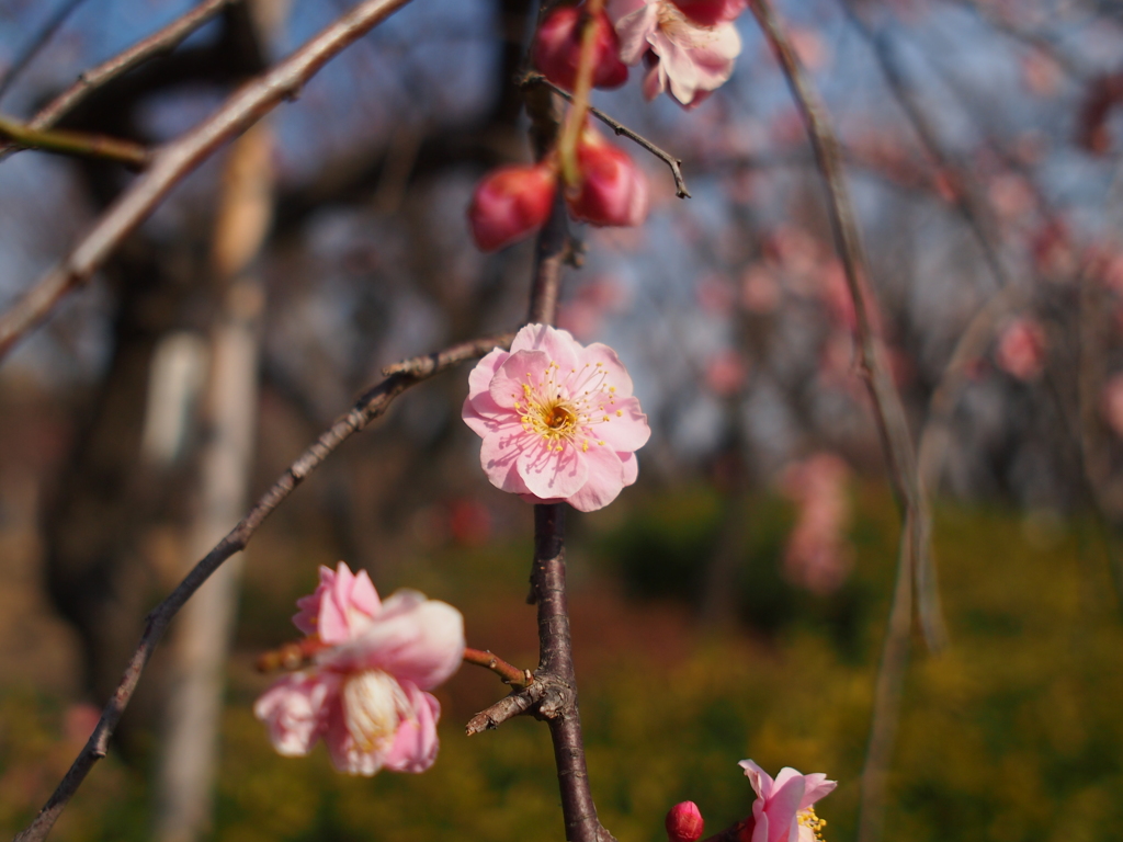 八重野梅